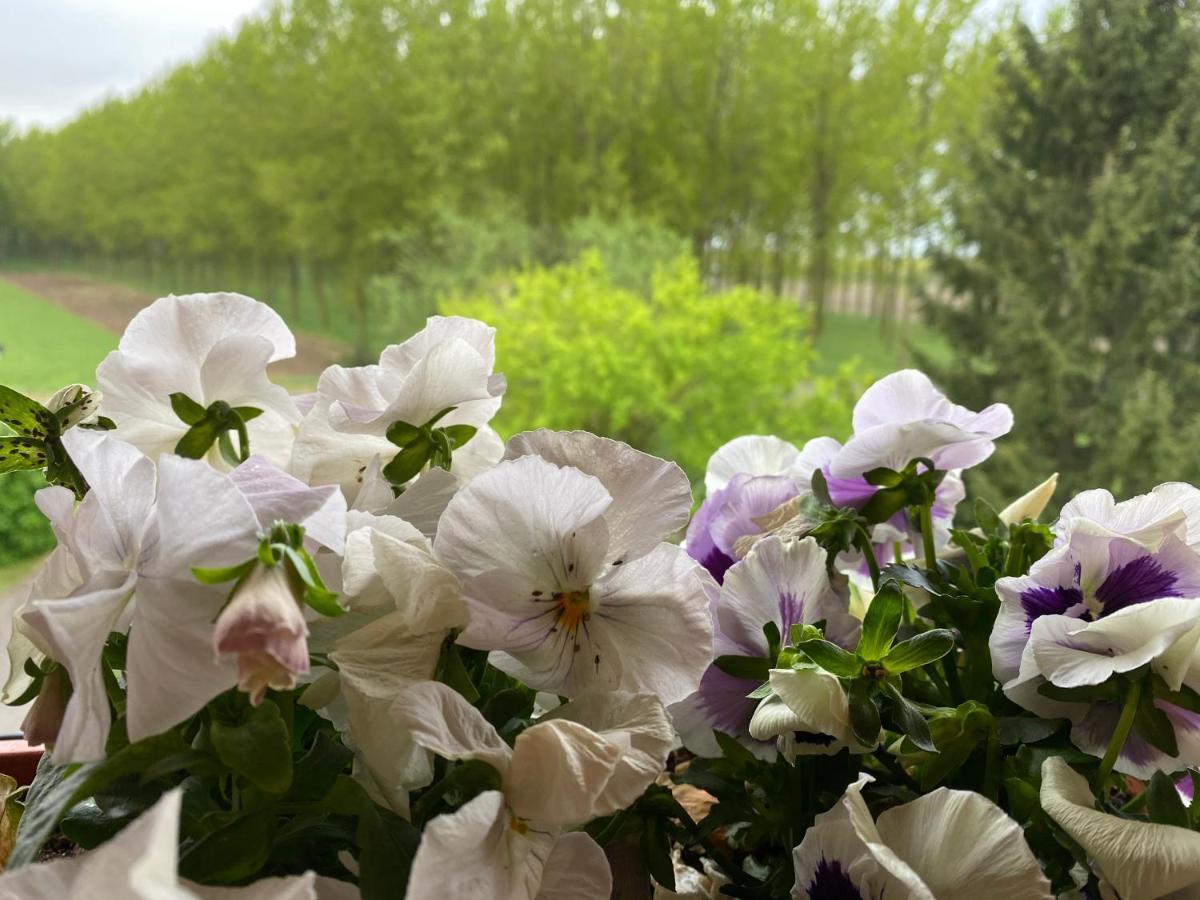 B&B Happiness In The Country Brescello Exteriör bild